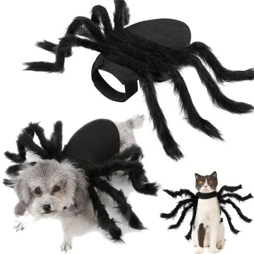 Halloween pet black spider - halloween,
