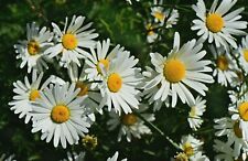 Ox Eye Daisy Seeds, May Queen, Leucanthemum Vulgare, Wildflower, bee friendly UK