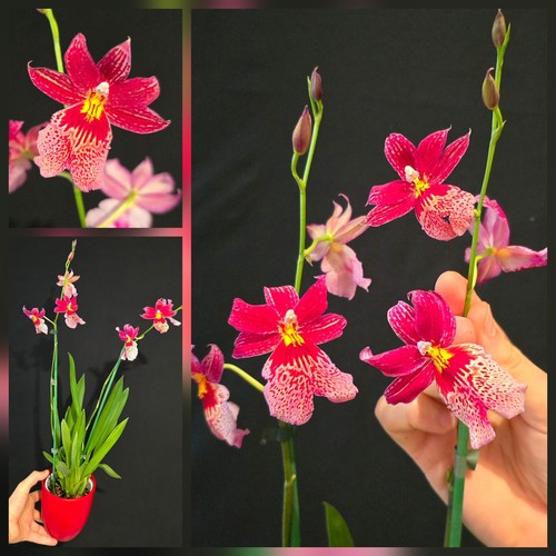 Oncidium nelly isler - 2, flower
