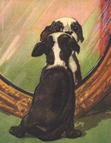 Boston terrier pup - boston,