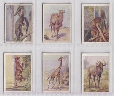 Trade Cards - Wild Animals /