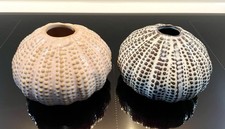 Ceramic Textured Sea Urchin