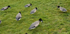 Goose Decoys Sillosock Canada