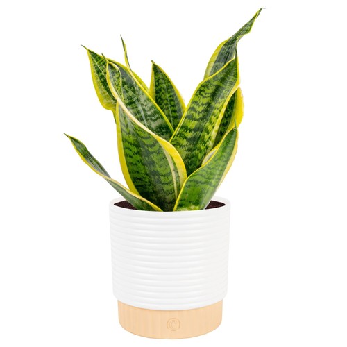 Large snake plant - snake,