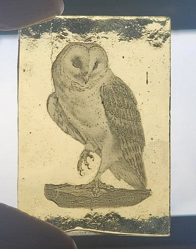Stained glass barn owl bird - stained,