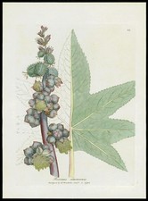 1790 ORIGINAL ANTIQUE PRINT - RICINUS COMMUNIS Castor Bean BOTANICAL (MB61)