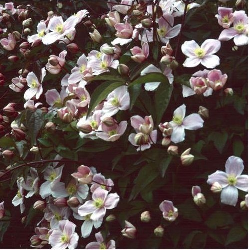 Flower clematis montana pink - -,