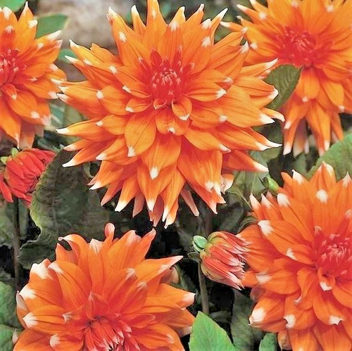 Cactus dahlia colour spectacle - cactus,