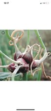 10 MORITZ EGYPTIAN WALKING ONIONS