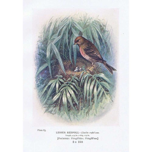 Birds lesser redpoll antique - -,