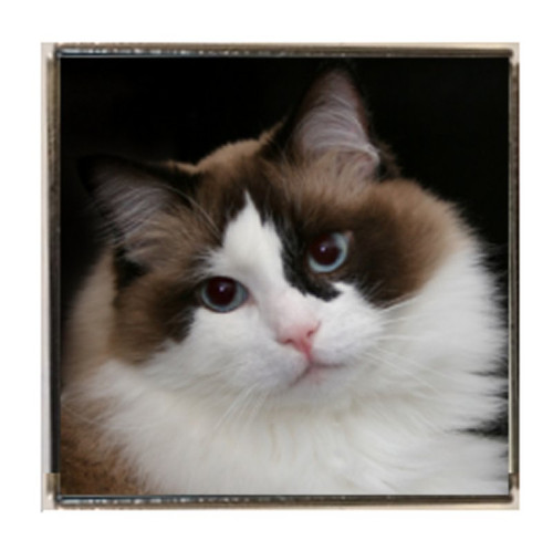 Rag doll cat pet silver - pet, colour