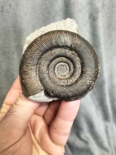 Top quality dactylioceras - top,