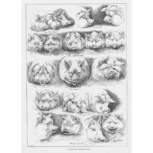 Louis wain expression pigs - louis,