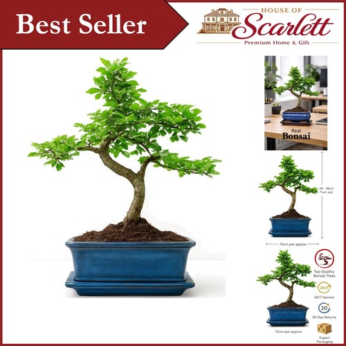 Perfect gift 25cm - gift:,