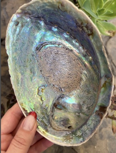 Giant paua shell new - paua,