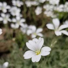 Cerastium tomentosum - , |