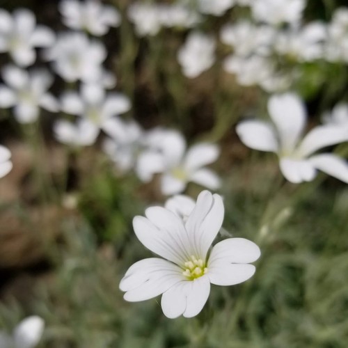 Snow summer cerastium - snow-in-summer, |