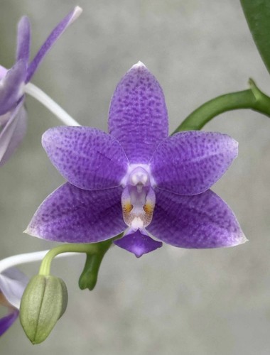 Phalaenopsis lioulin blue star - blue,