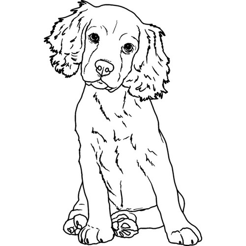 Cocker spaniel puppy - spaniel, puppy'