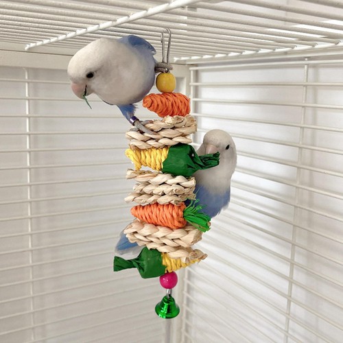 Cute bird chew - chew, climbing