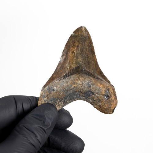 Inch megalodon shark - 2.73,