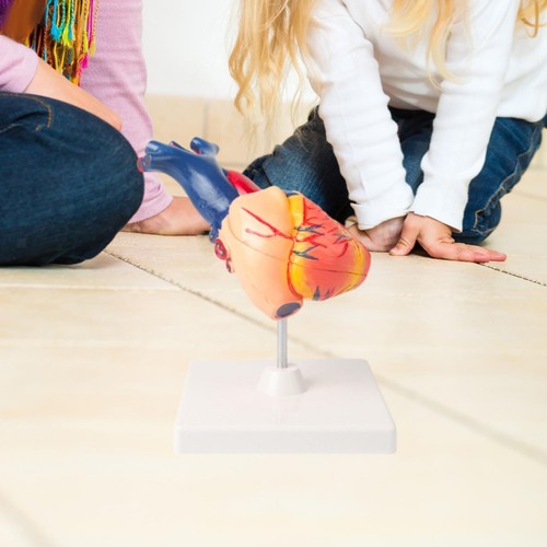 Human heart model anatomically - heart,