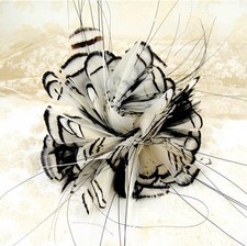 80 Colours Chrysolophus