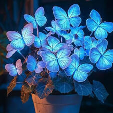 200X Blue Hosta Plant See-ds