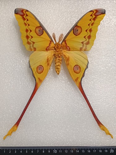 Argema mittrei set - , specimen