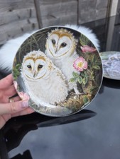 Barn Owl Chicks ~ The Baby