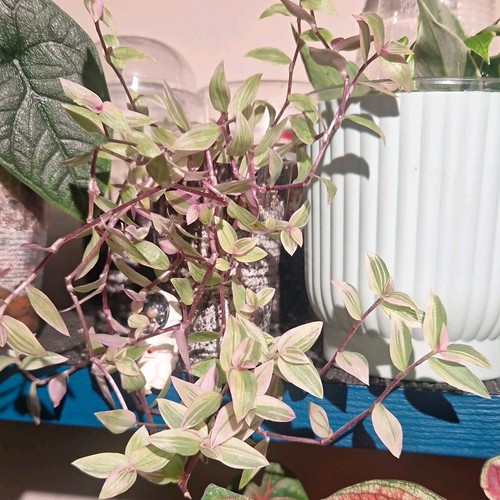 Tradescantia callisia repens - tradescantia, repens'
