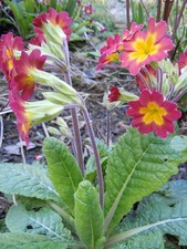 30 X Polyanthus Colossea Mix