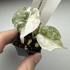 Alocasia cuprea pink - cuprea,