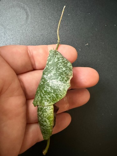 Hoya imbricata cutting - hoya,