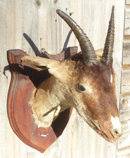 Vintage Taxidermy goat Stag