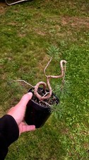 Scots Pine Bonsai Material