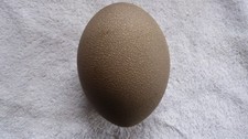 Emu Egg, Empty, genuine Australian.