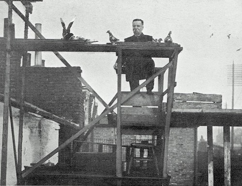Pigeon racing london 1908 - racing,