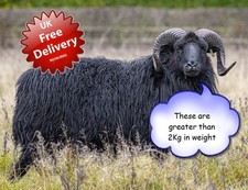 Raw Hebridean Sheep Fleece for