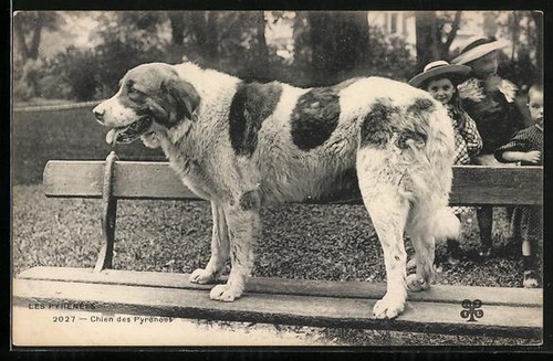 Pyrenean mountain dog - pyrenean,