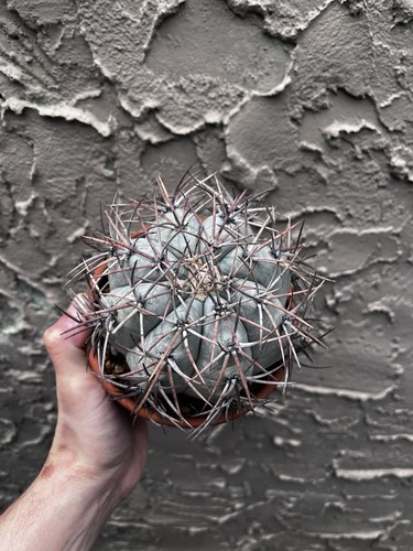 Echinocactus horizonthalonius - echinocactus,