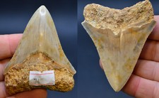SALE..BEST VALUE  MEGALODON SHARK TOOTH  U.K STOCK CLEARANCE SALE, . #196