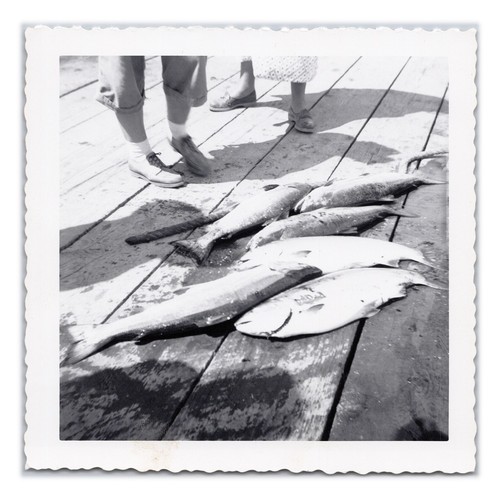 Freshly caught fish vintage - fish,