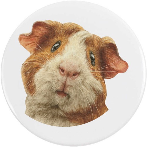Guinea pig portrait - pig, portrait'