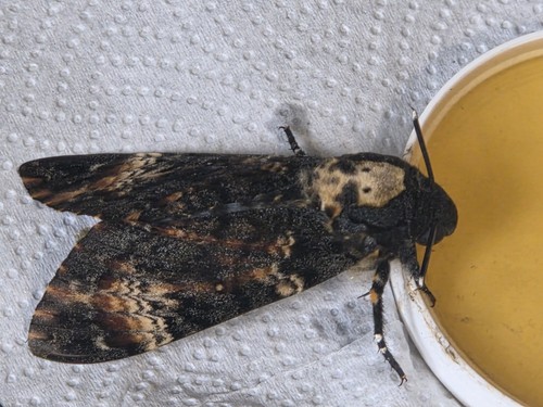Quick deaths head hawk moth - quick!,