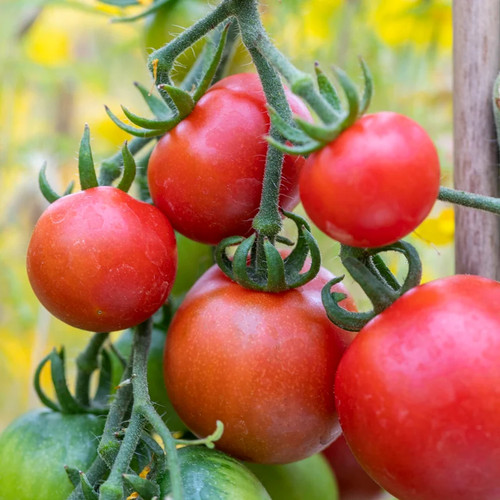 Tomato ailsa craig - tomato, 'ailsa