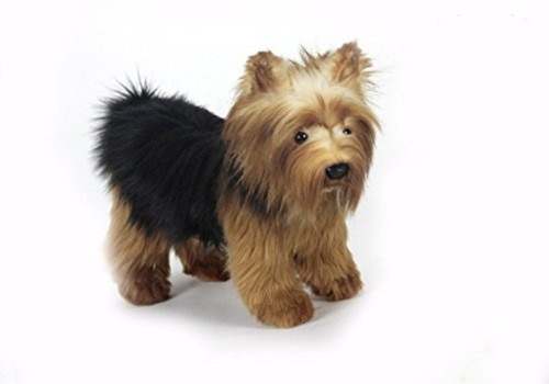 Yorkshire terrier dogs cats - yorkshire,