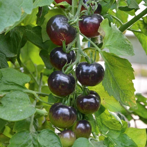 100 genuine black - genuine,