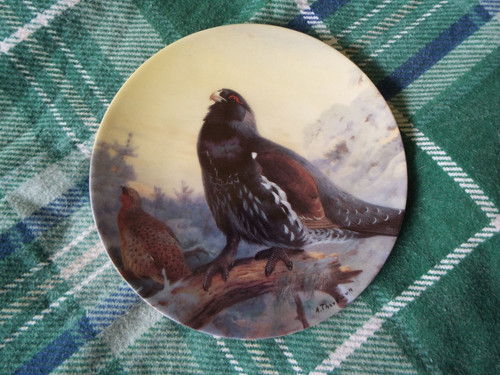 Bradex capercaillie in the - bradex,