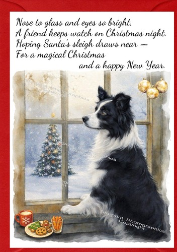 Border collie dog - collie, 6")